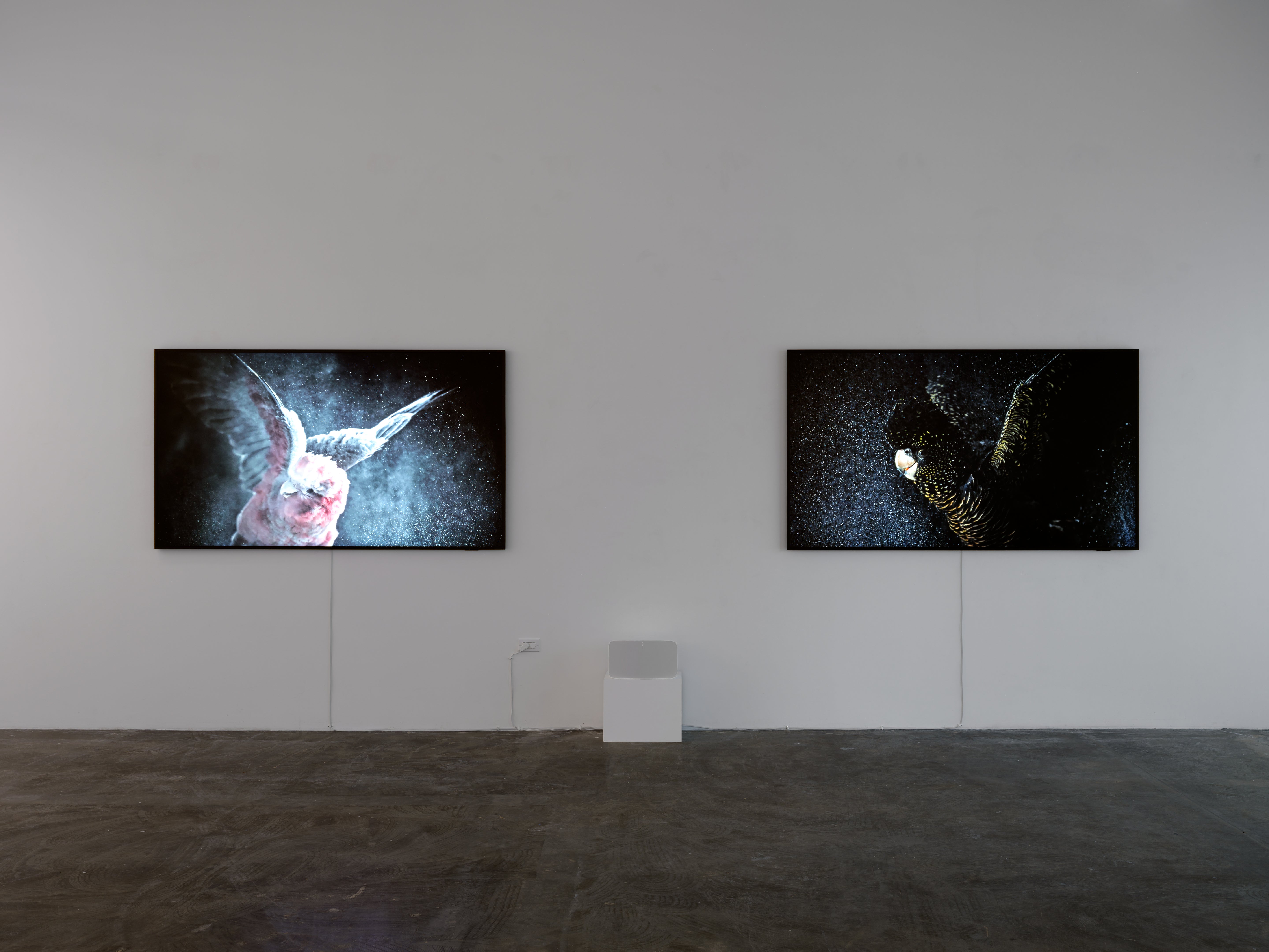 Temple, Blush. Video Art.