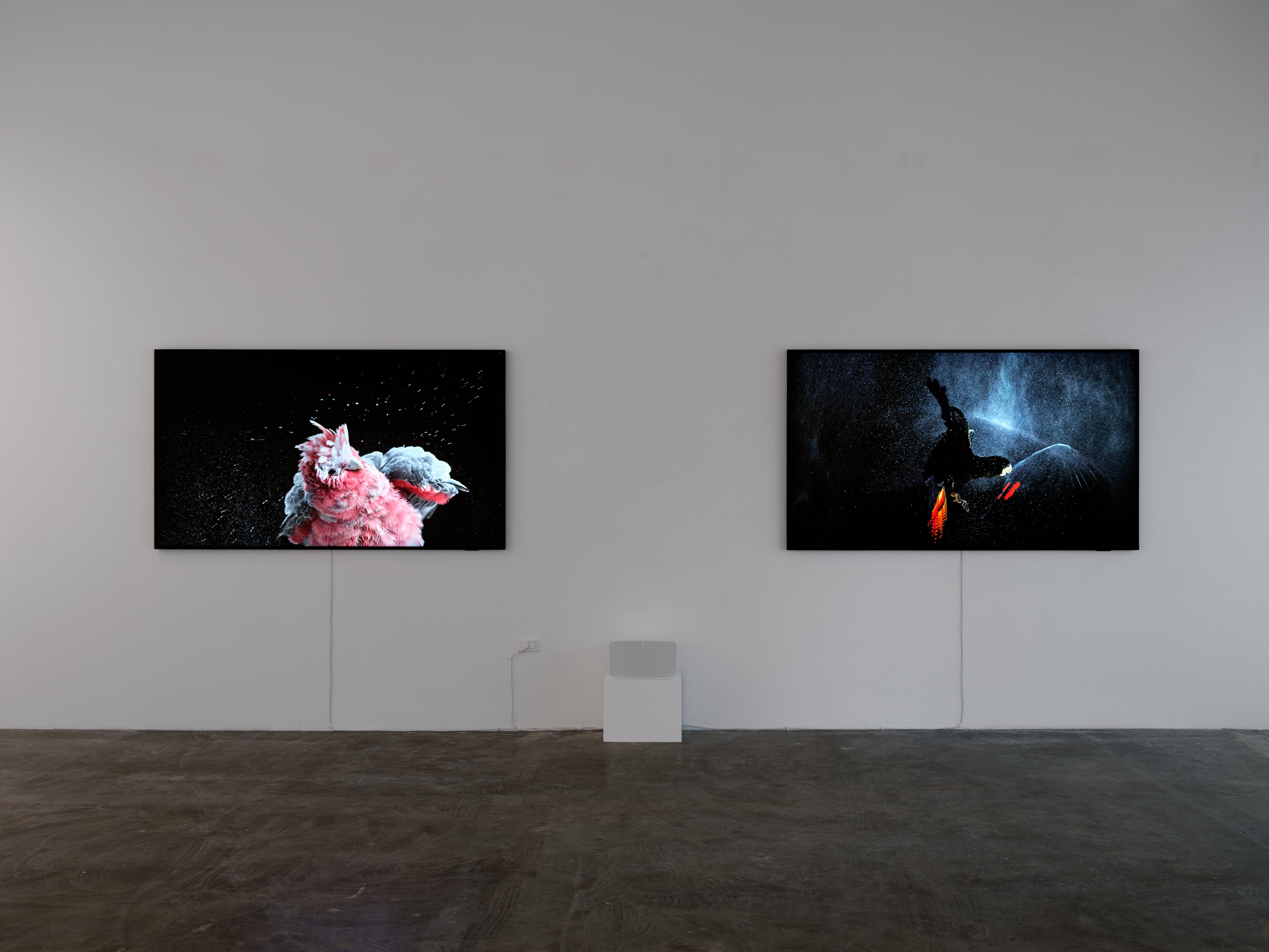 Temple, Blush. Video Art.