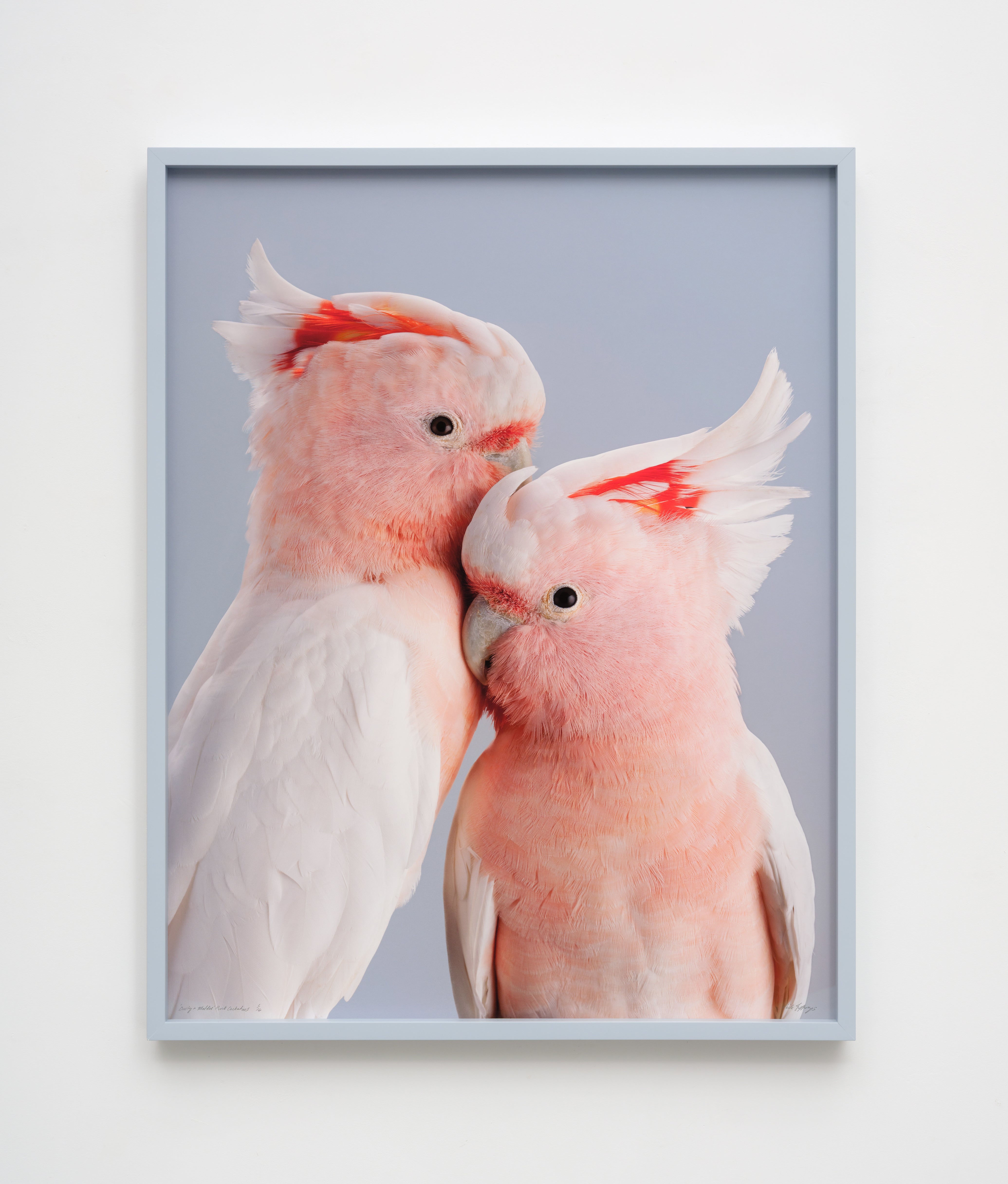 ‘Dusty & Mallee’ Pink Cockatoos