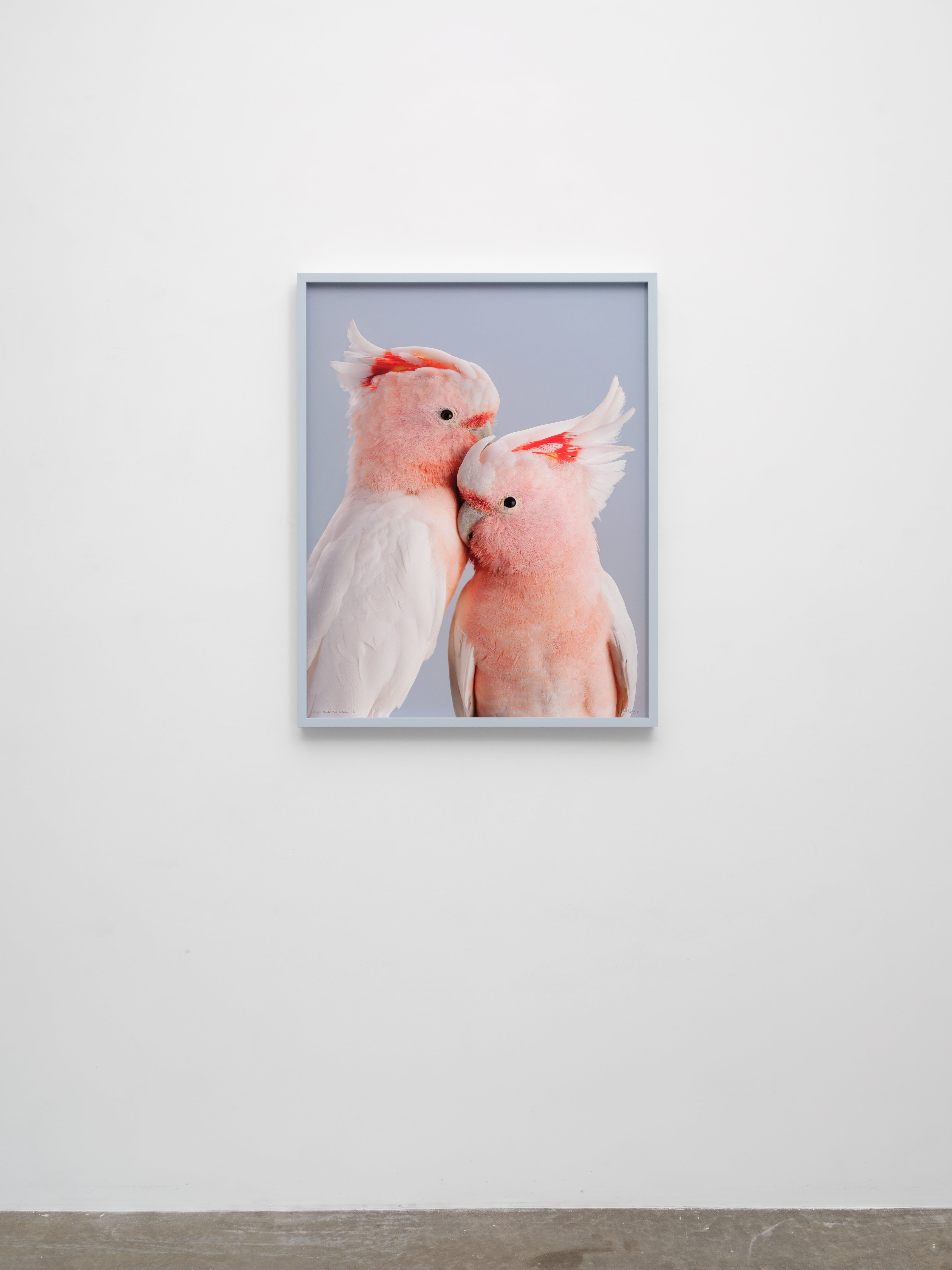 ‘Dusty & Mallee’ Pink Cockatoos