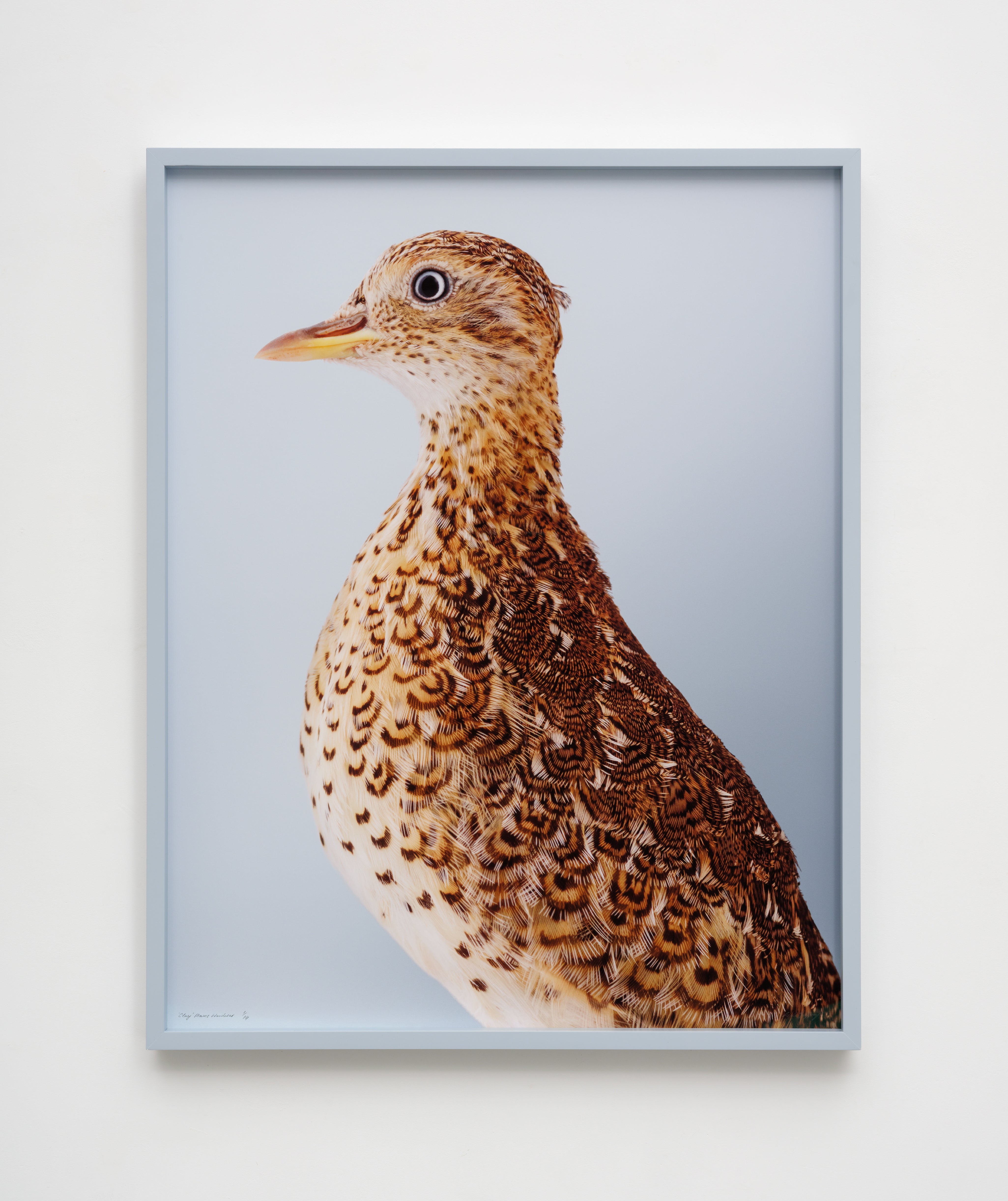 ‘Clay’ Plains Wanderer
