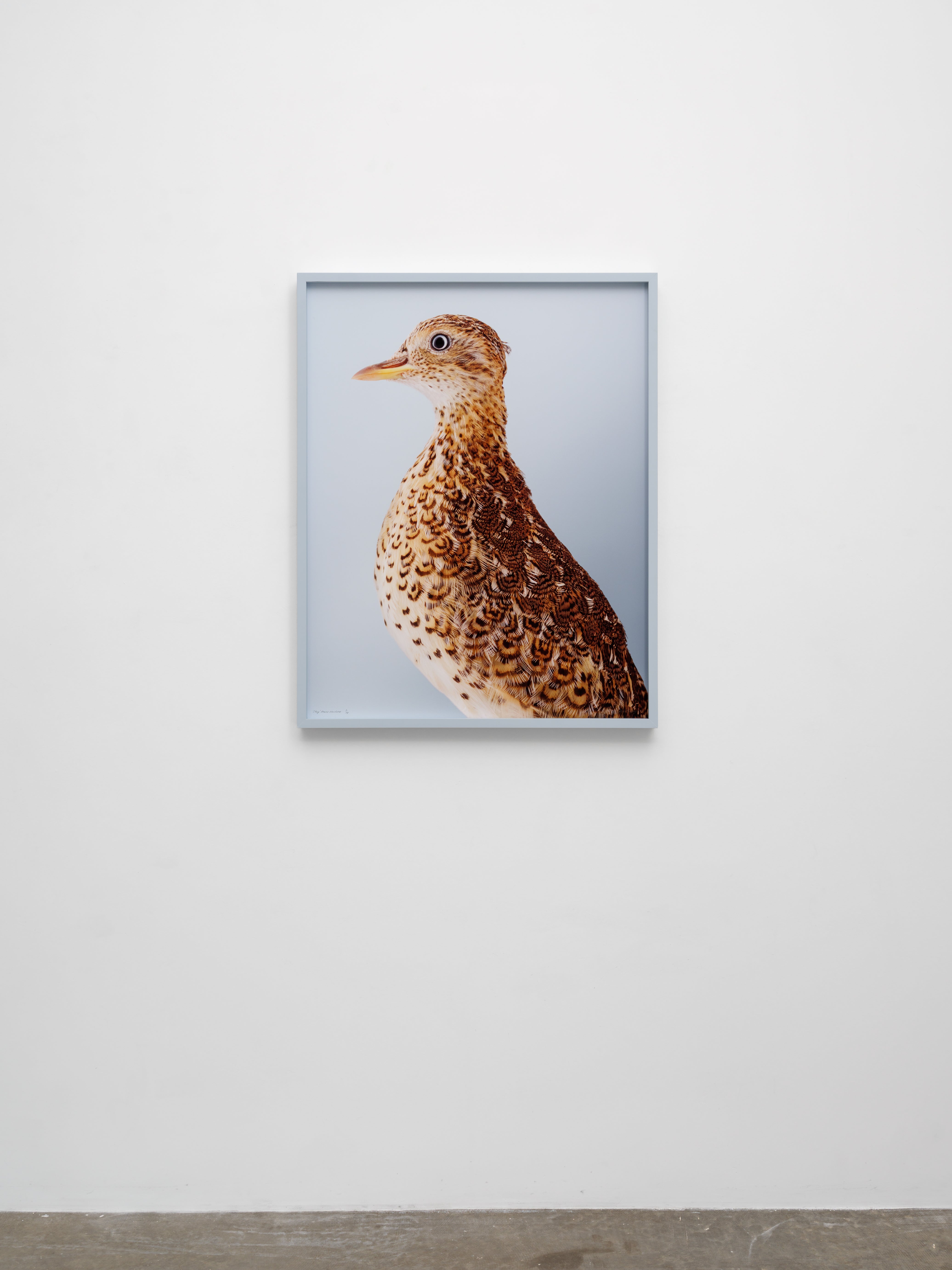 ‘Clay’ Plains Wanderer
