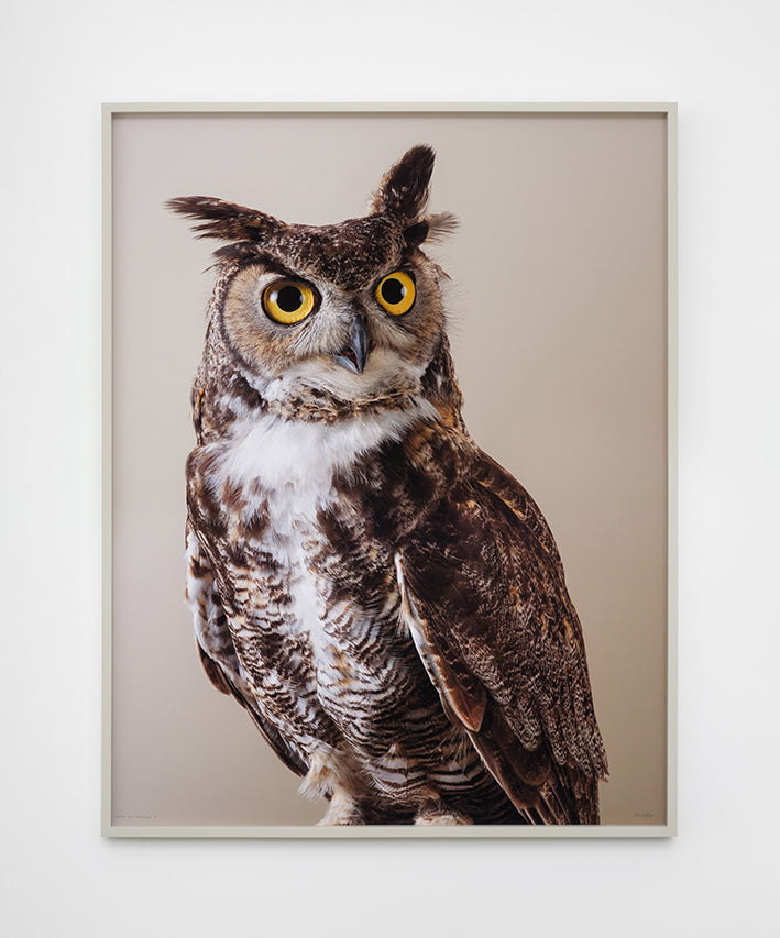 ‘Newton’ Great horned owl