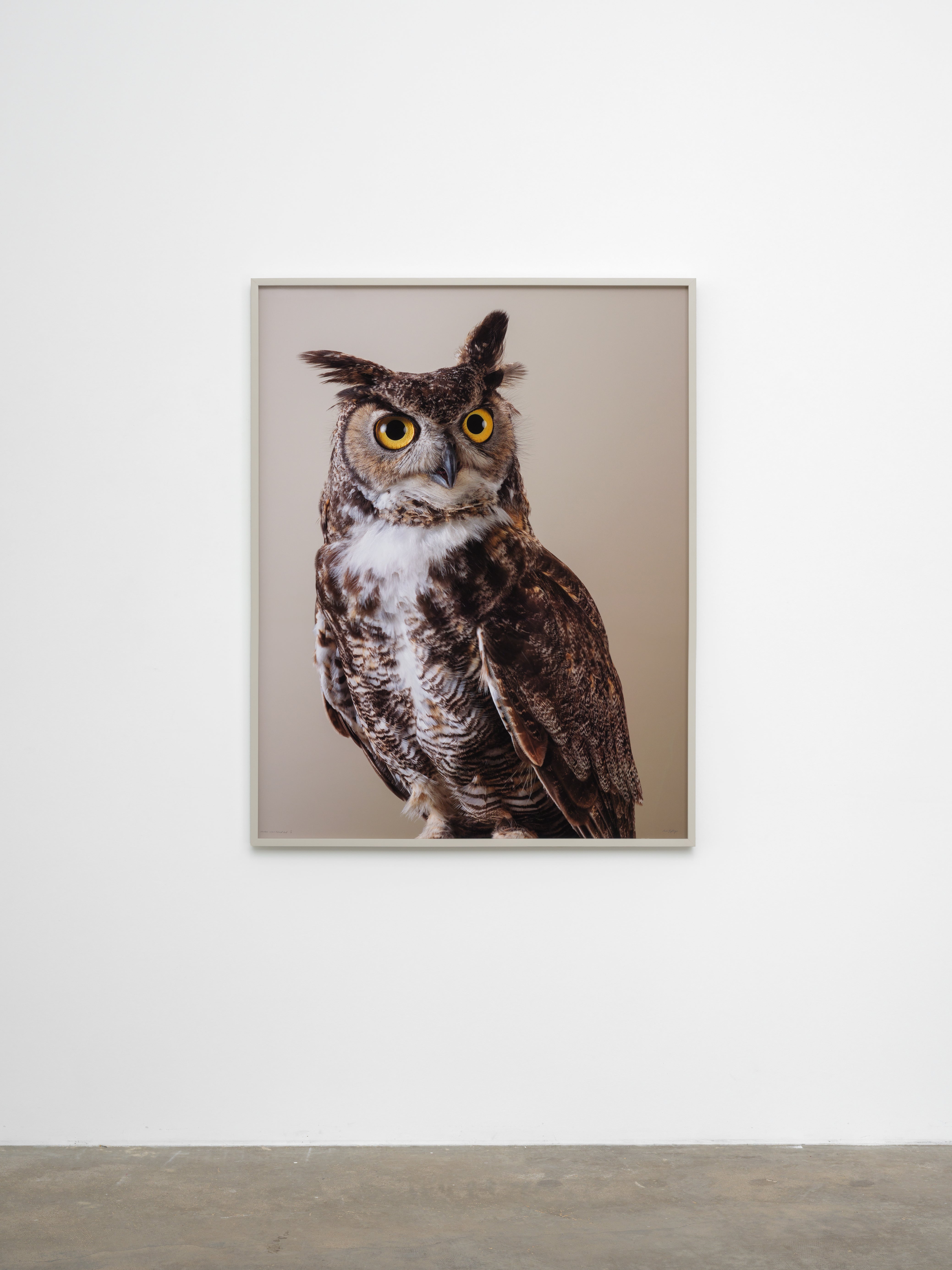 ‘Newton’ Great horned owl