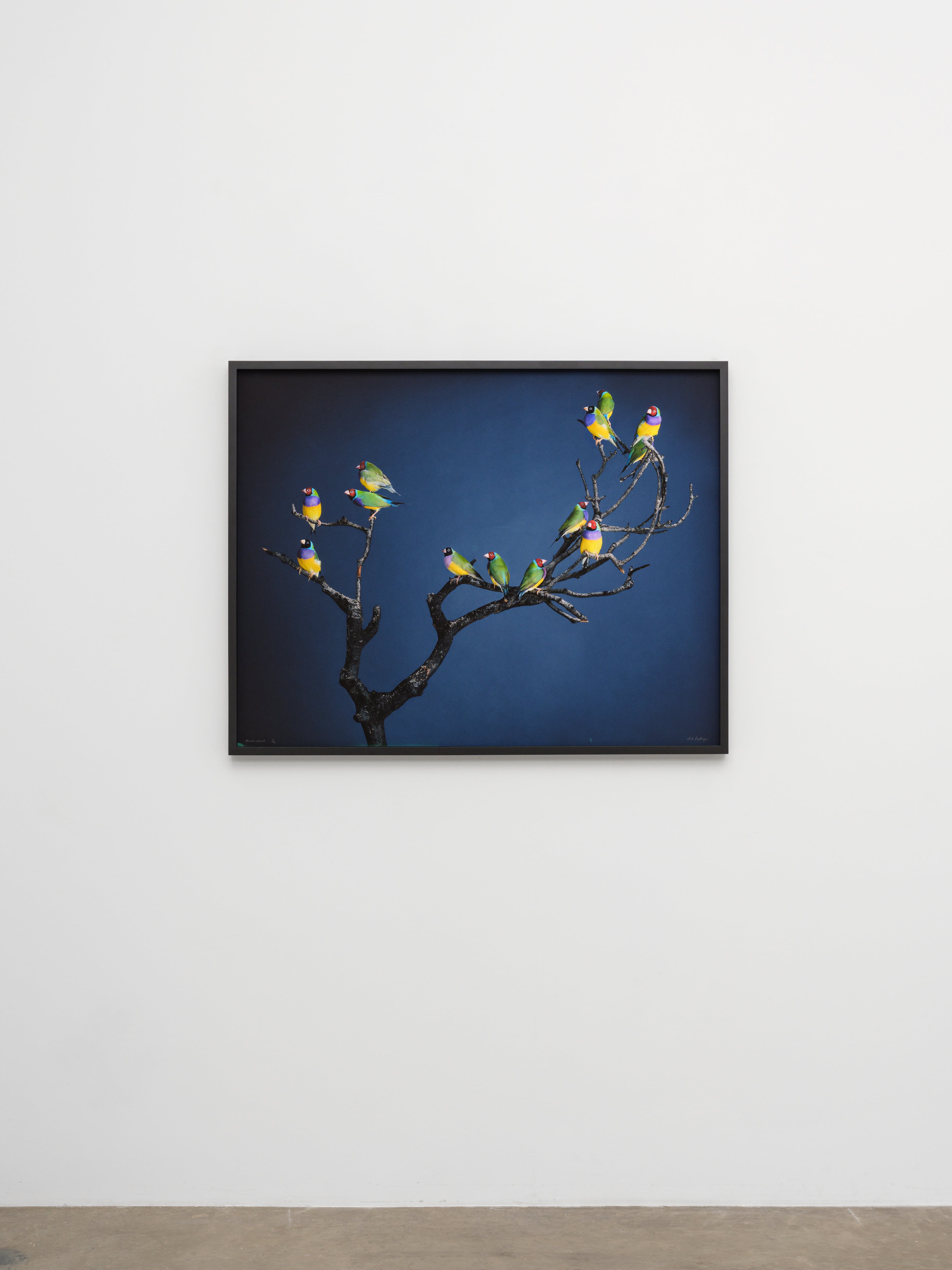 Burnt Branch