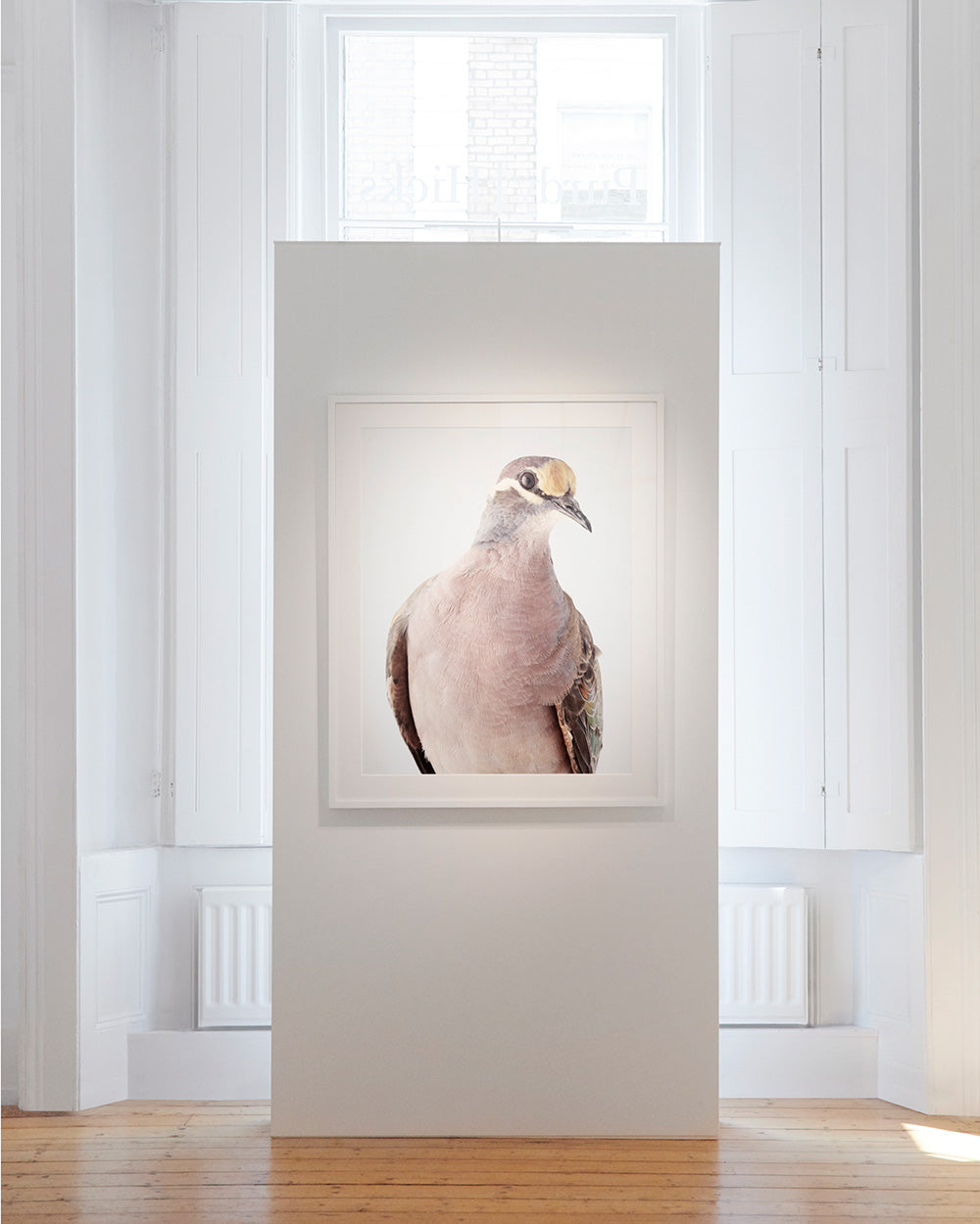 Common bronzewing