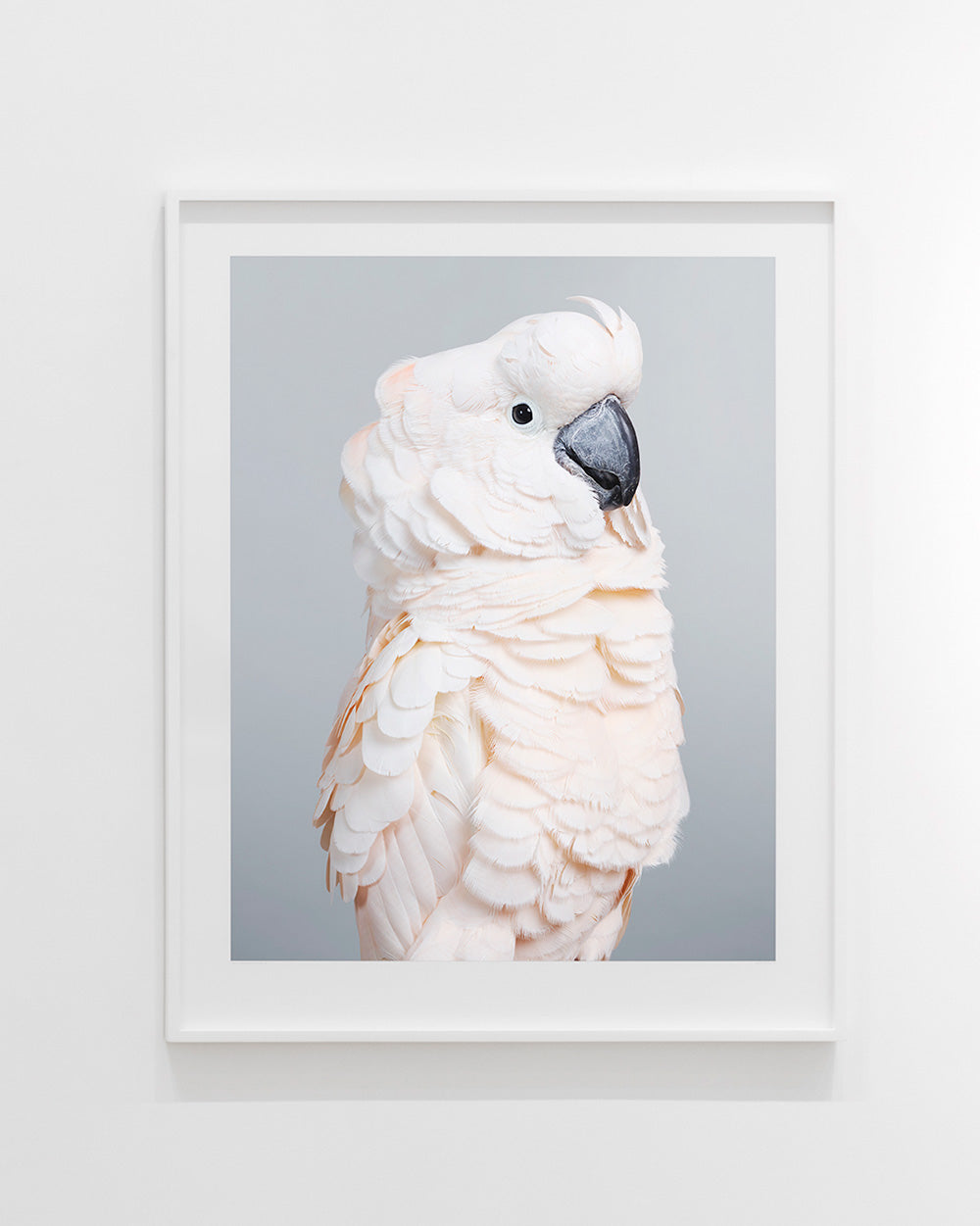 'Cyril' Moluccan cockatoo