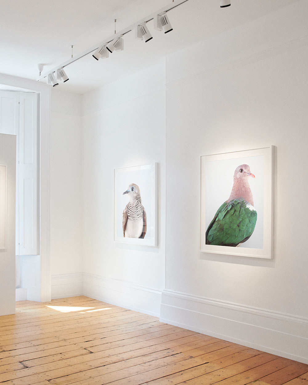 Emerald dove