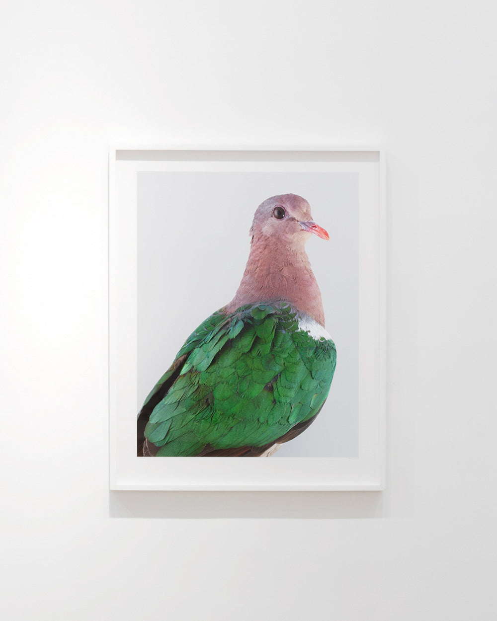 Emerald dove