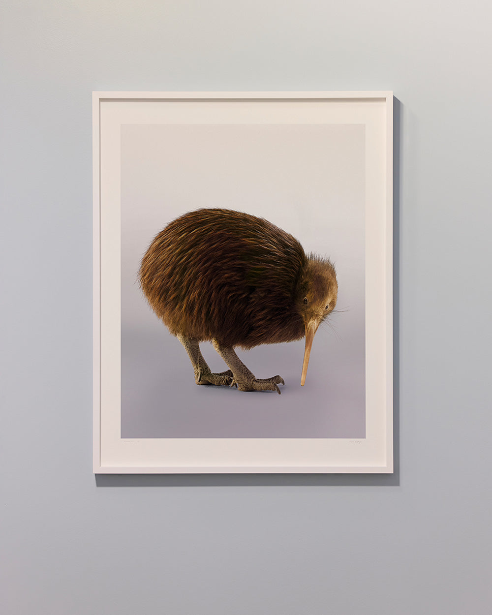 Kiwi