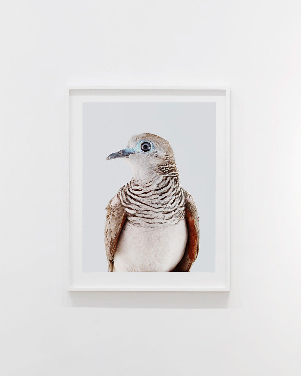 Peaceful dove
