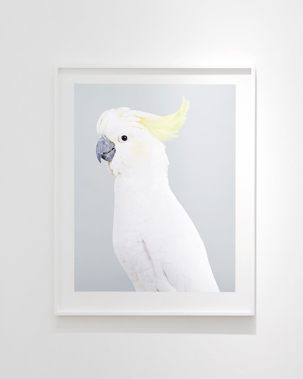 'Scratch' Sulphur crested cockatoo