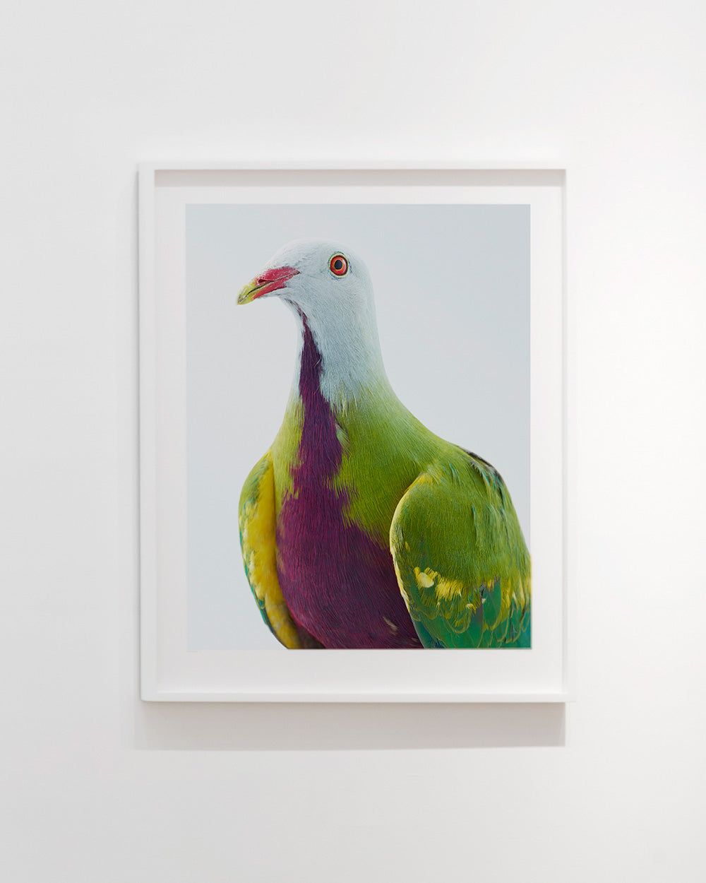 Wompoo pigeon
