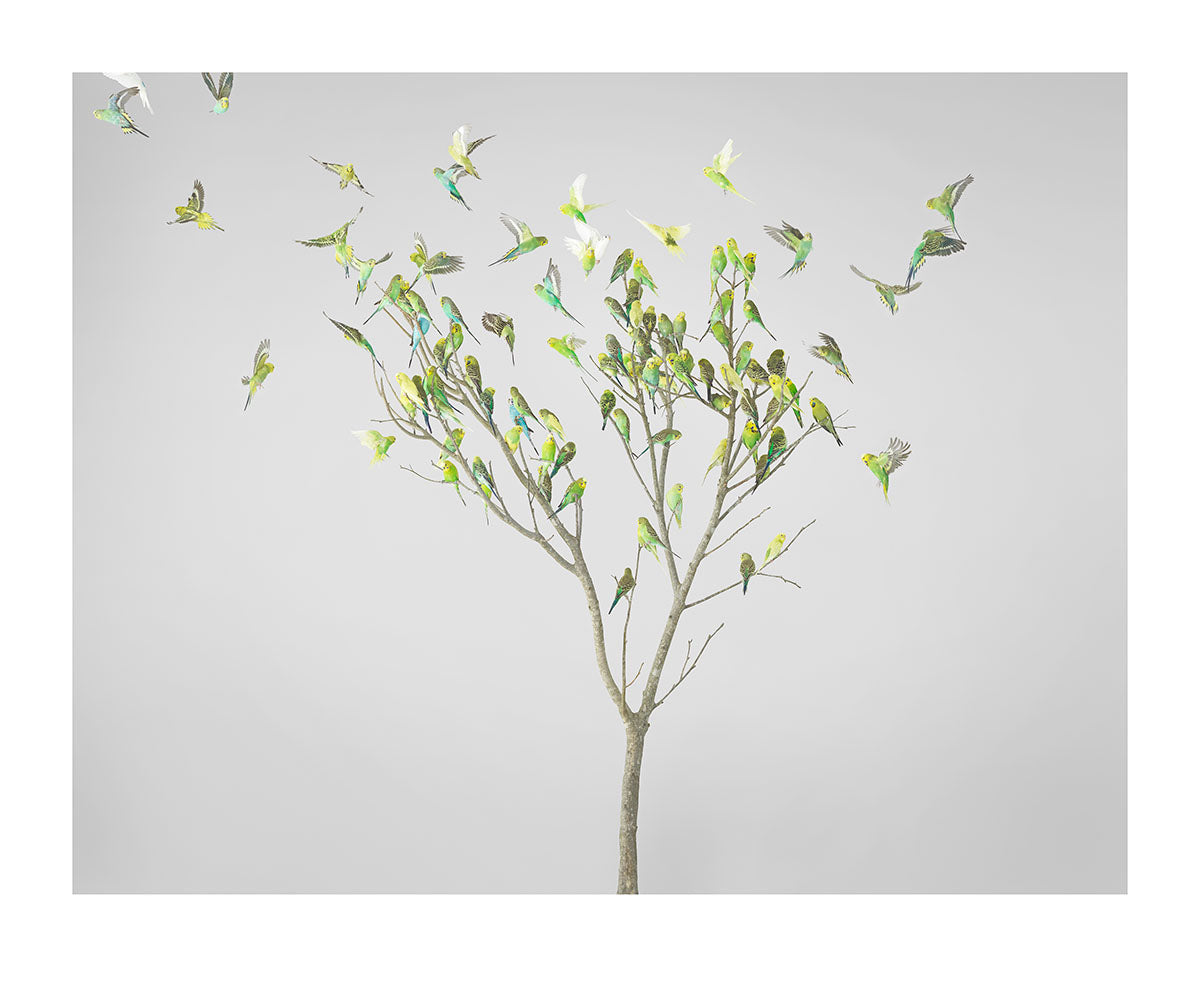 Gum Leaves