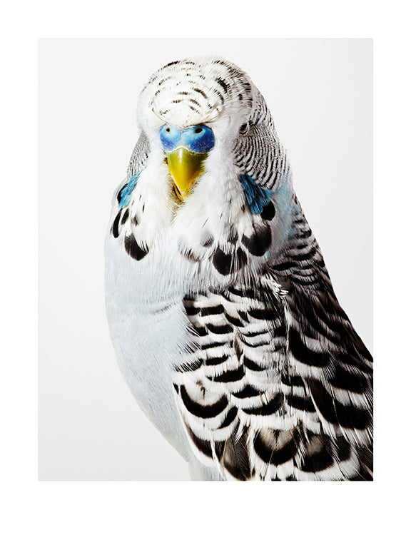Portrait of a budgerigar