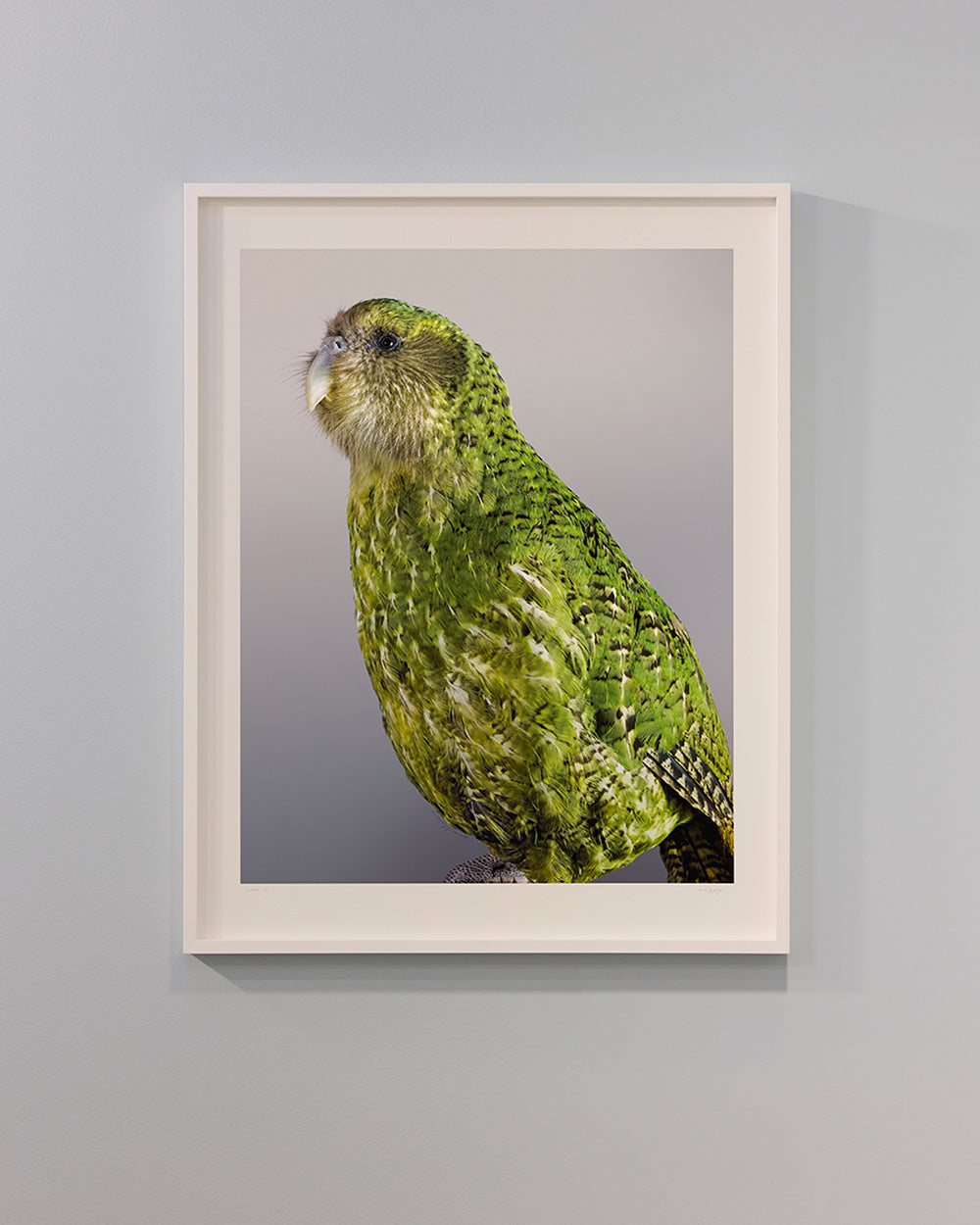 Kākāpō