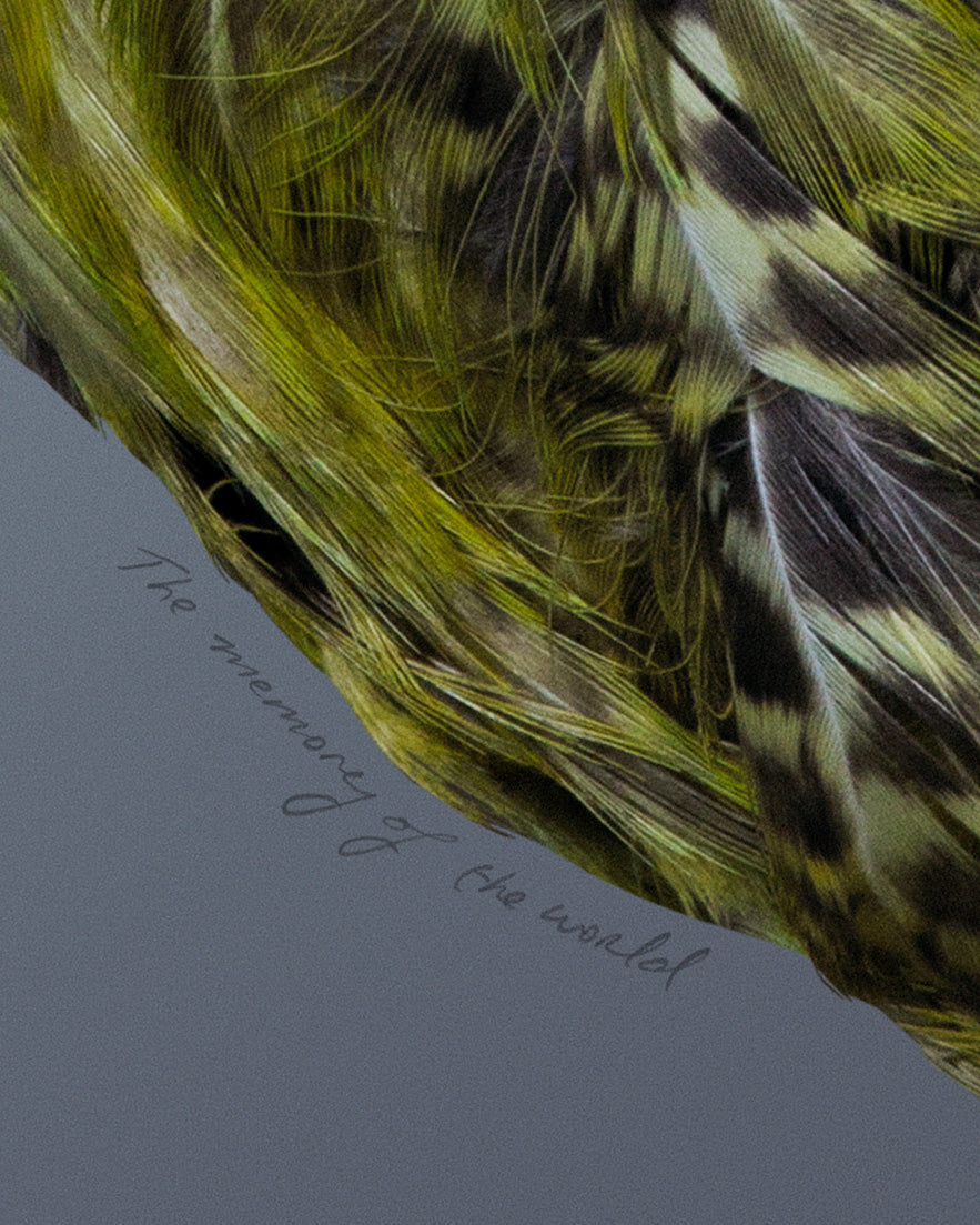 Kākāpō
