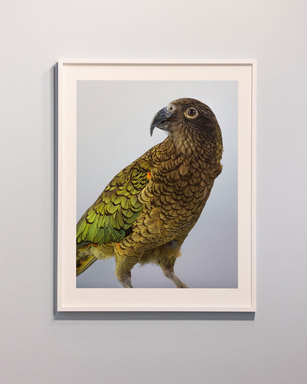 Framed fine art photograph of a Kea by artist Leila Jeffreys