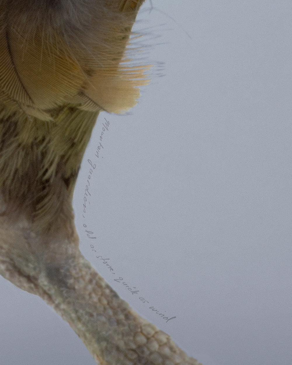 Kea