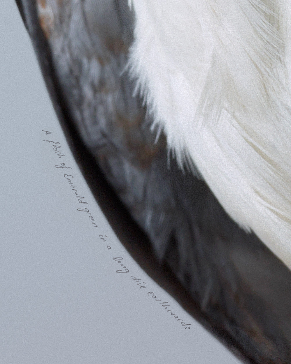 Kererū No.2