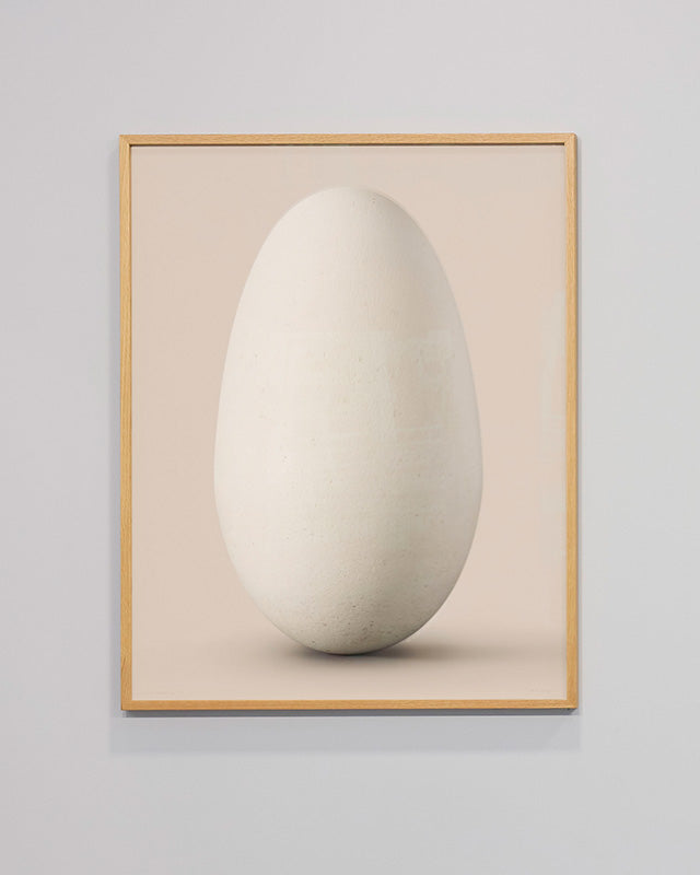 Wandering Albatross egg