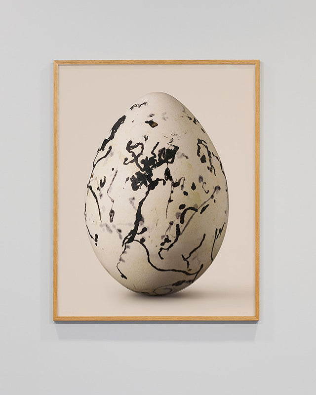 Banded Stilt egg