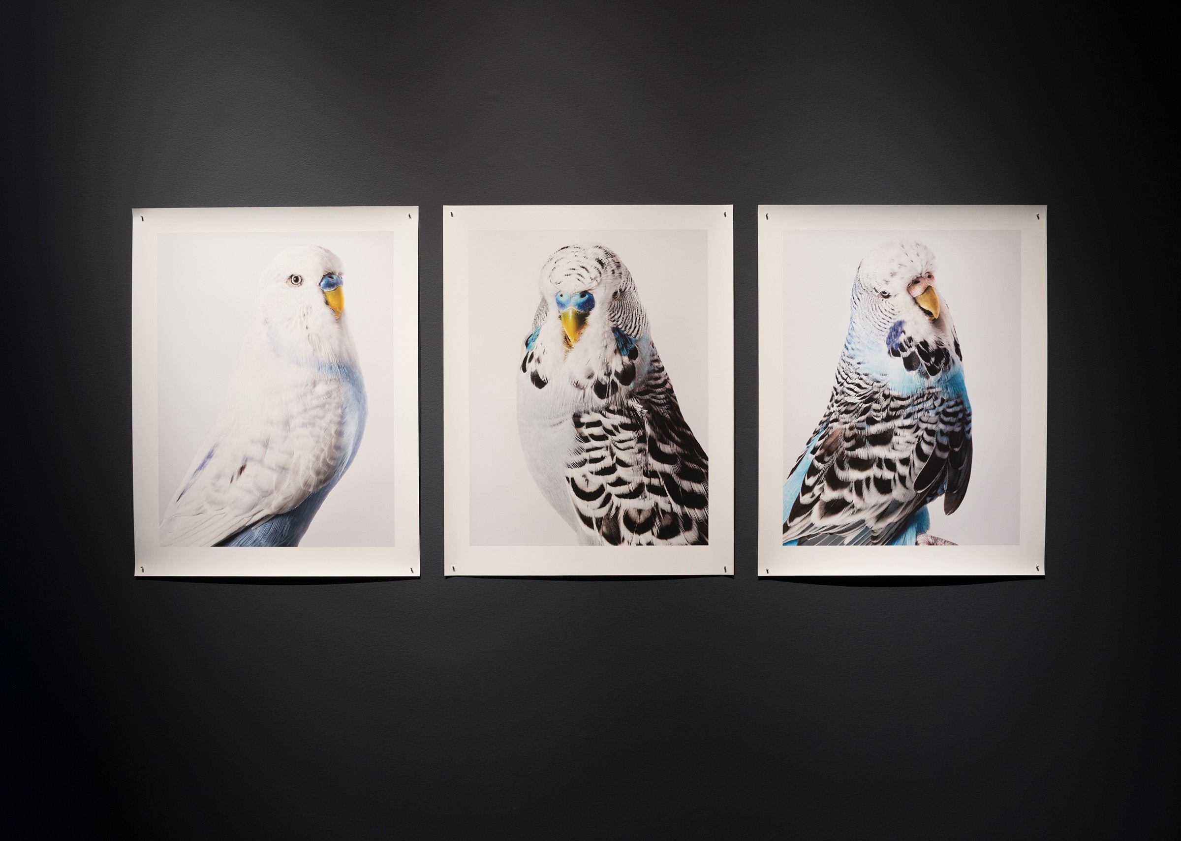 Portrait of a budgerigar