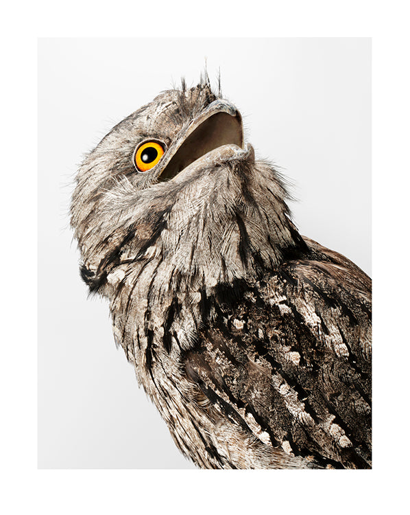 'Wembley' Tawny Frogmouth, Ode to a Tawny
