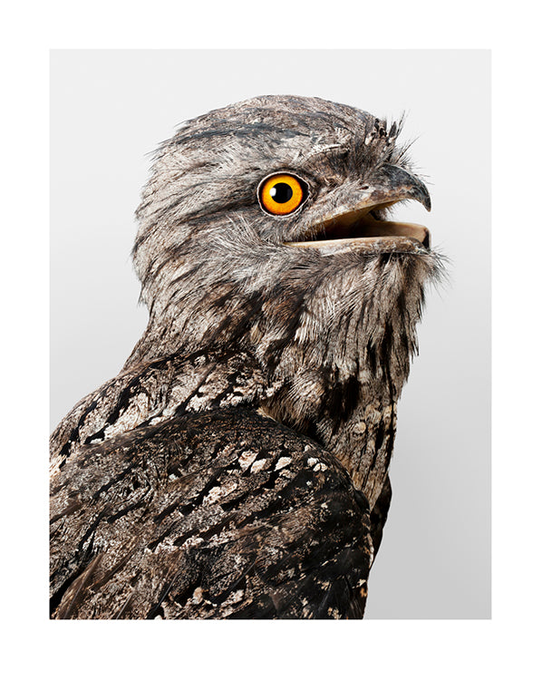 'Roscoe' Tawny Frogmouth, Ode to a Tawny