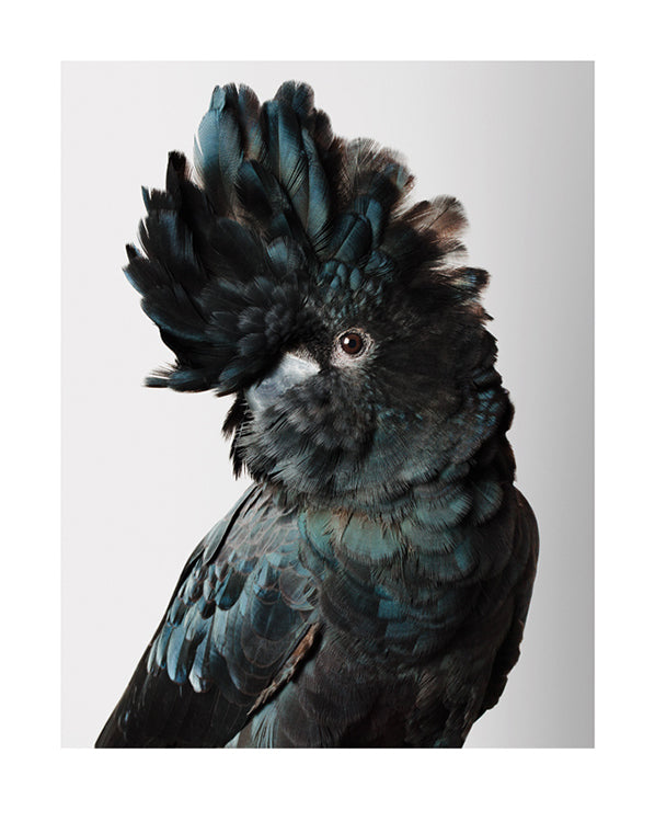 'Pete' Red-tailed black cockatoo