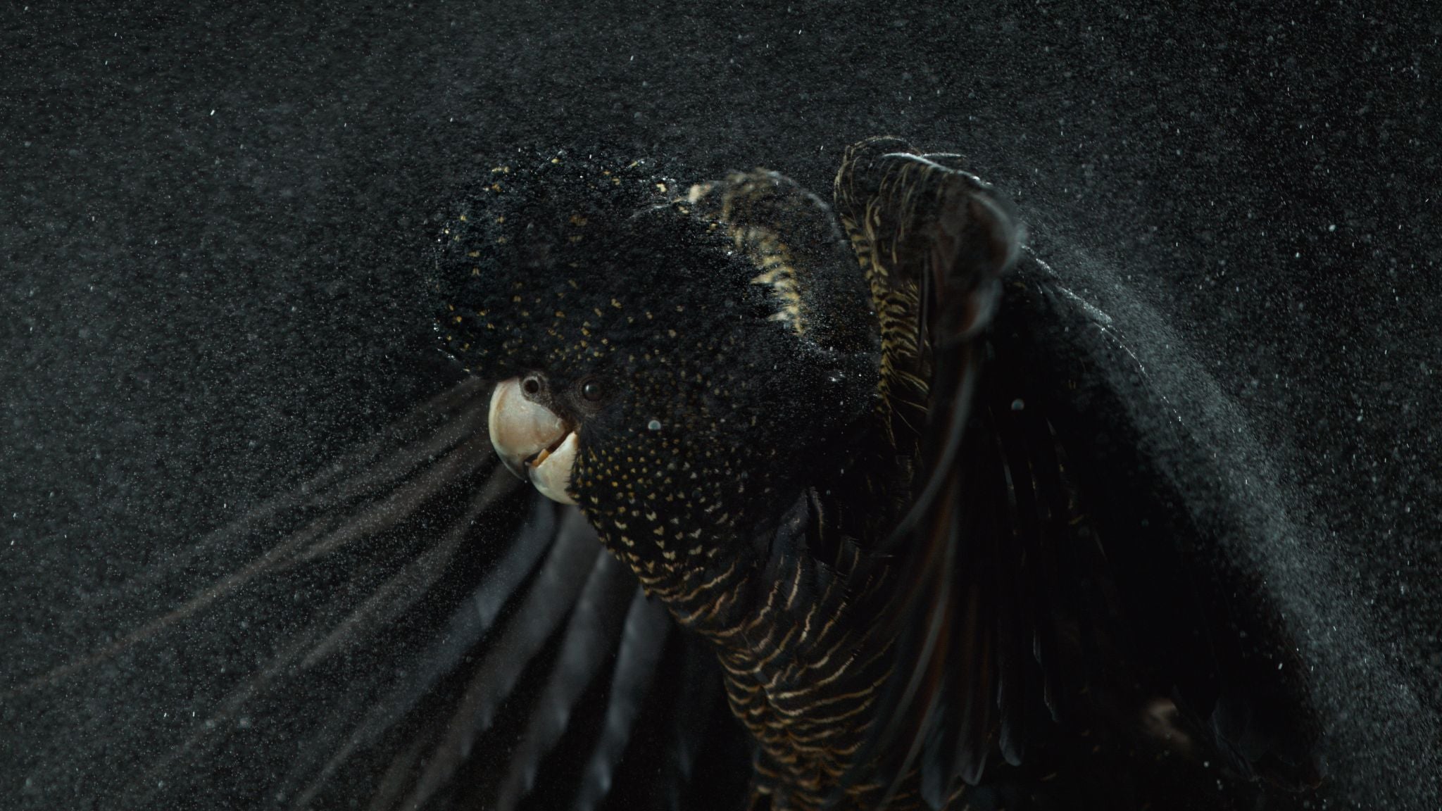 Temple, Red-Tail. Video Art.