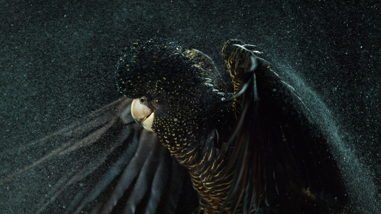 Red-Tail