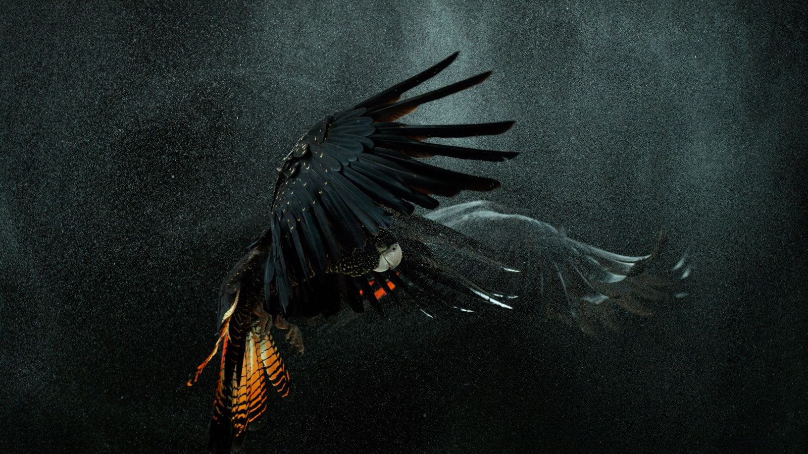 Red-Tail