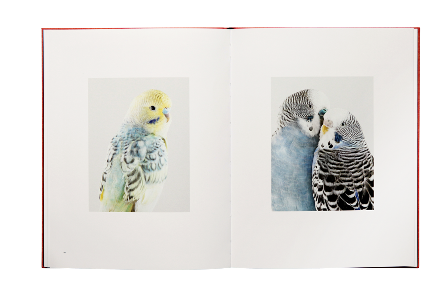 Des Oiseaux - Leila Jeffreys