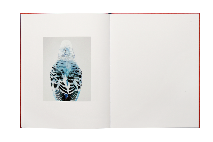 Des Oiseaux - Leila Jeffreys