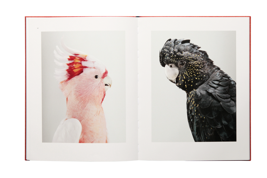 Des Oiseaux - Leila Jeffreys