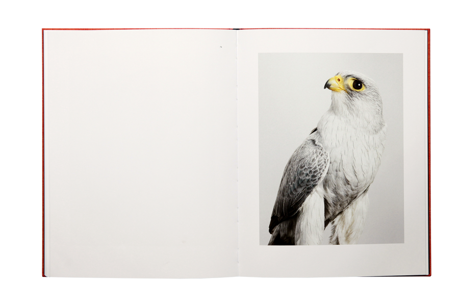 Des Oiseaux - Leila Jeffreys