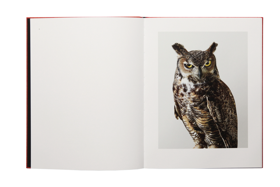 Des Oiseaux - Leila Jeffreys