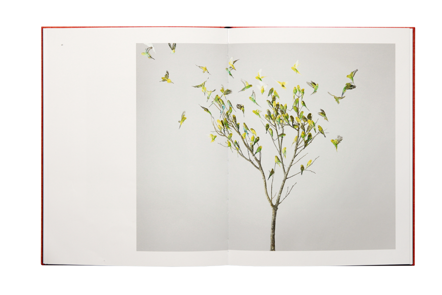 Des Oiseaux - Leila Jeffreys
