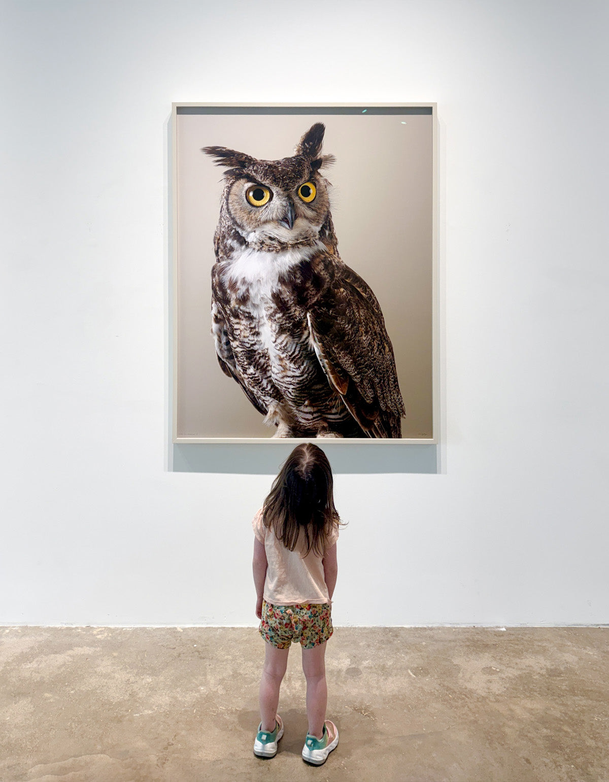 ‘Newton’ Great horned owl