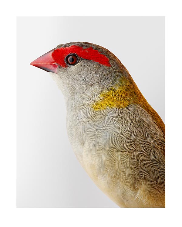 'Ellery' Red-browed Finch